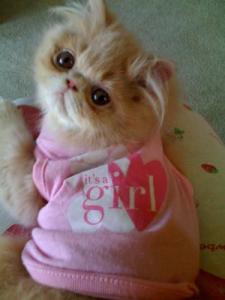 cat-photo-gallery-payton-21274560