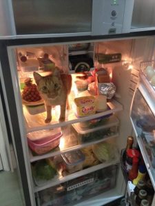 I_have_no_idea_what_I_m_doing_here-4195